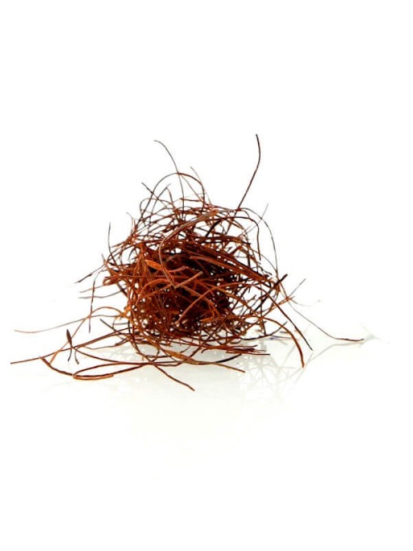 Piment cheveux d'ange