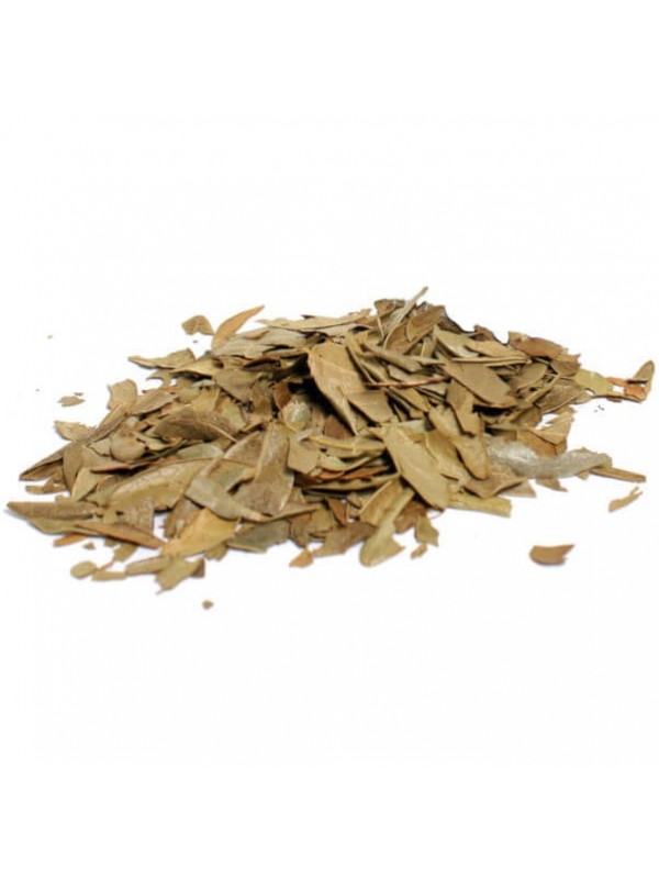 Feuilles de boldo pour la digestion