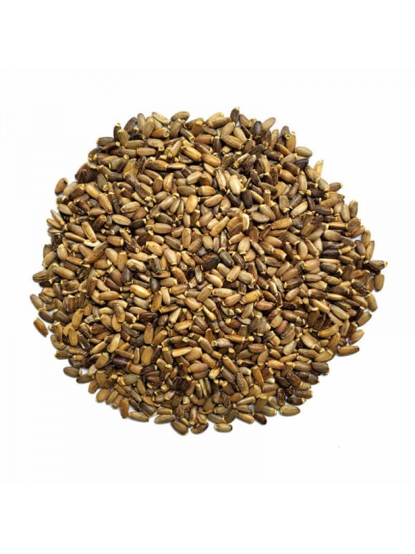 Semences de chardon marie