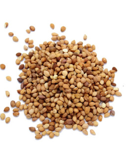 Graines de mahaleb ou mahlep