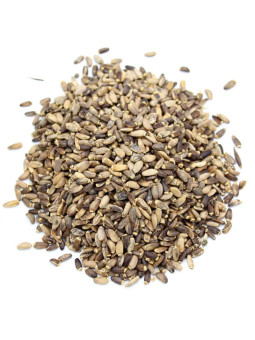 Graines de chardon marie