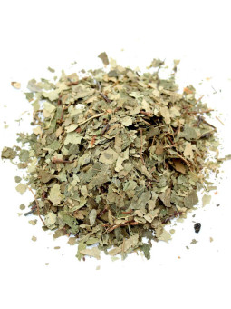 Feuilles de bouleau séchées pour tisane et infusion