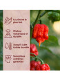 Record piment carolina reaper