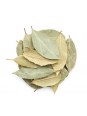 feuilles de laurier