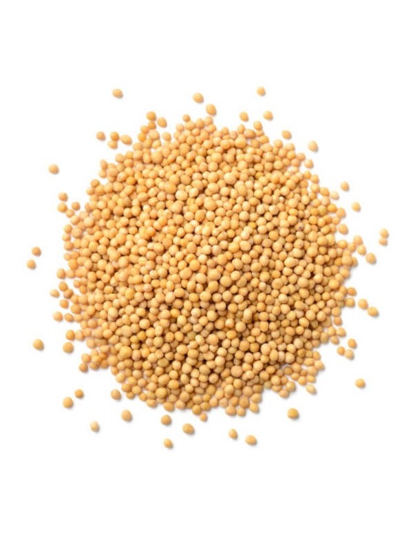 Graines de moutarde blanches