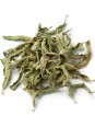 Verveine citronnelle Aloysia triphylla ou Lippia citriodora