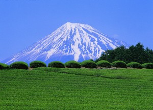 champ de thé vert au pied du fujiyama champ de the vert au pied du fujiyama