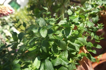 un théier sur un balcon un théier sur un balcon