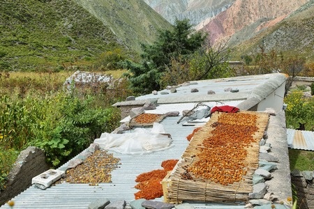 séchage au soleil de physalis en argentine séchage au soleil de physalis en argentine