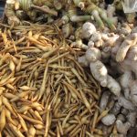 gingembre vs ginseng