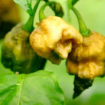 piment pepper X