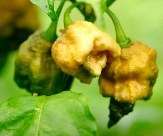 Le piment le plus fort du monde