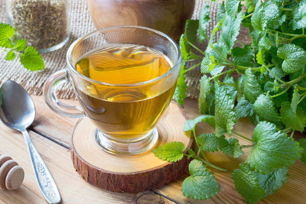 Bienfaits tisane de mélisse Bienfaits tisane de mélisse