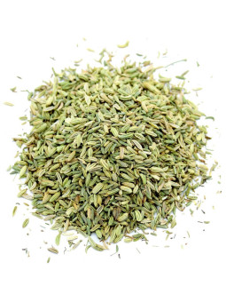 Fournisseur Graines de fenouil pro