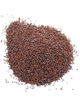Vente en gros Moutarde brune graines pro
